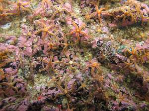Echinoderms and encrusting Corallinaceae on bedrock
